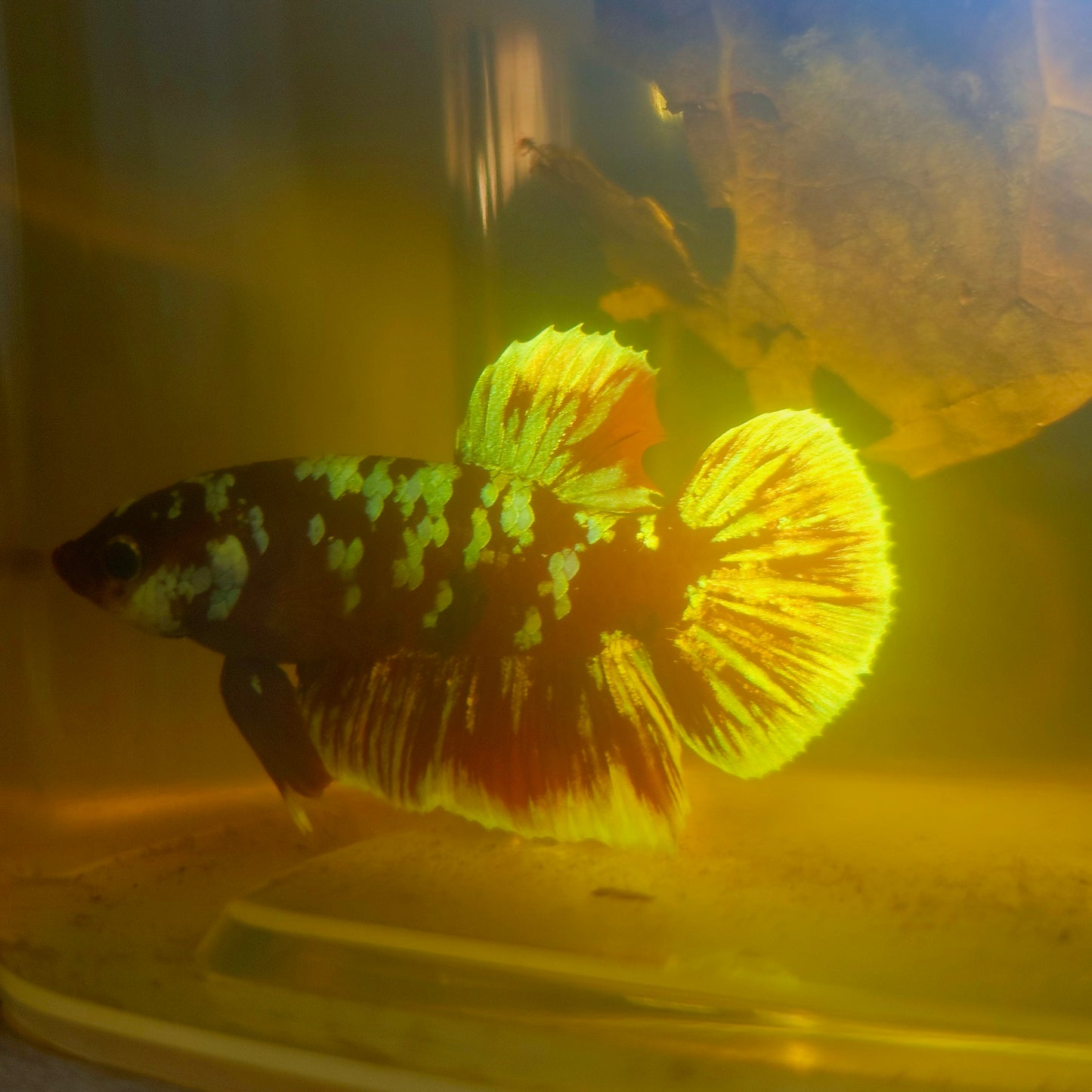 BARONGSAI BETTA 260437