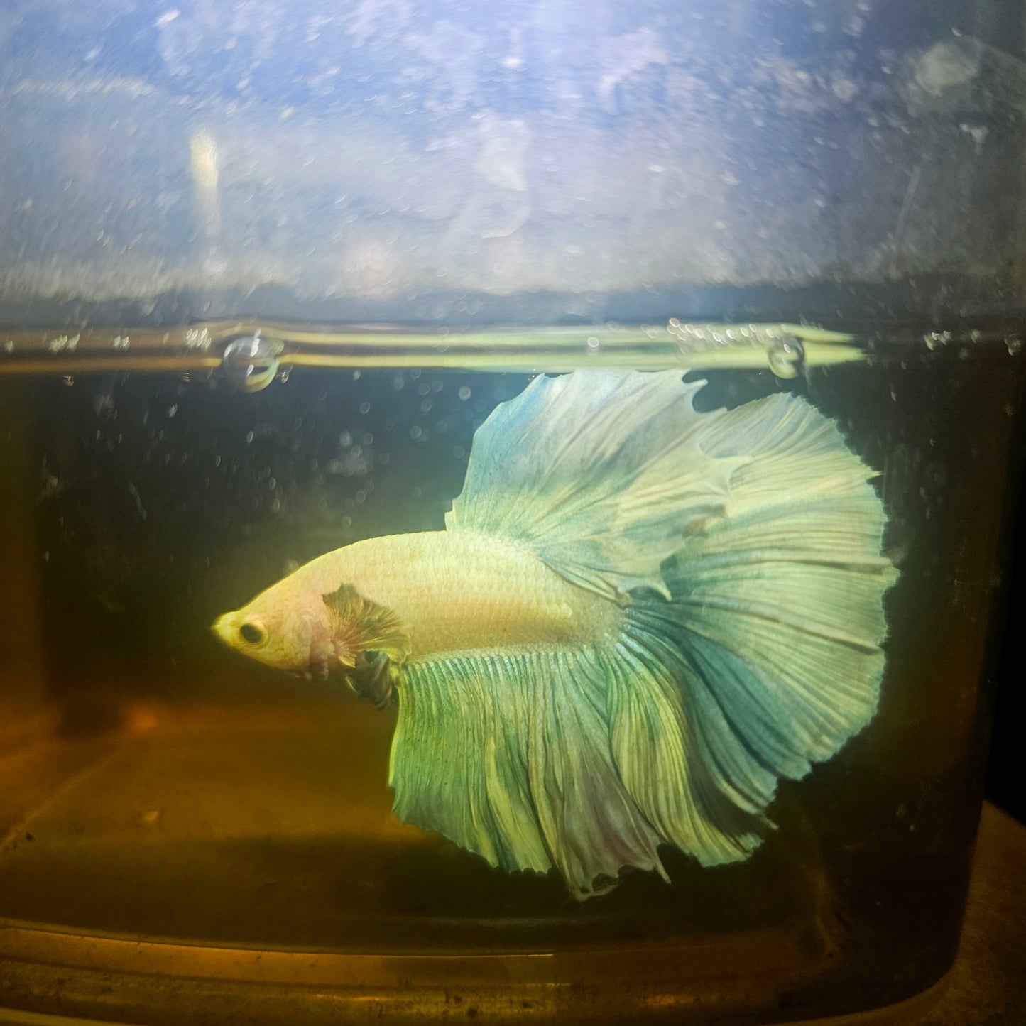 Light Color Rosetail Halfmoon Betta 2605A07