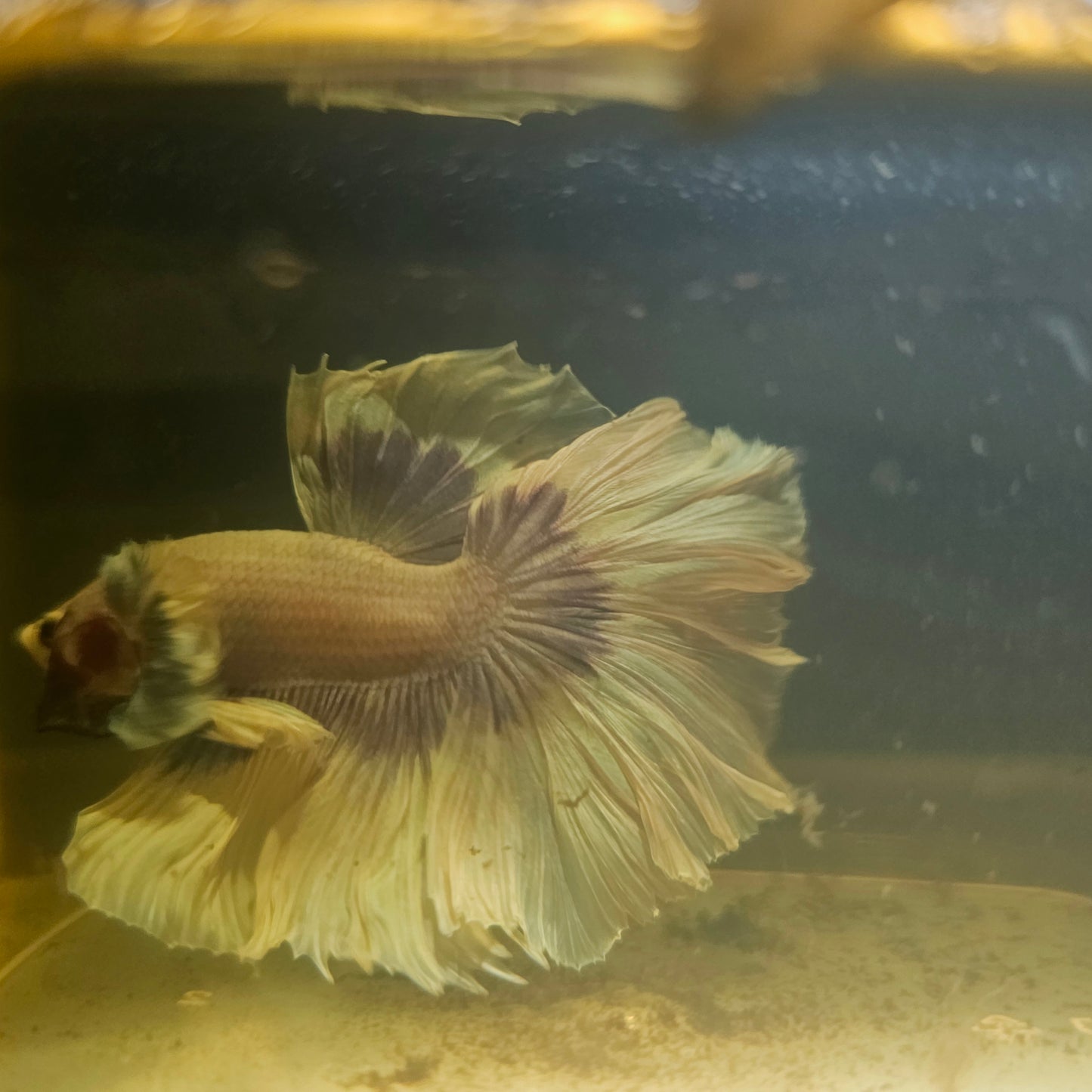 Purple White Feathertail Dumbo Halfmoon Betta 2605B62
