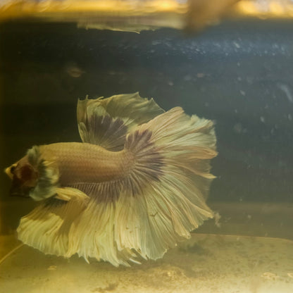 Purple White Feathertail Dumbo Halfmoon Betta 2605B62