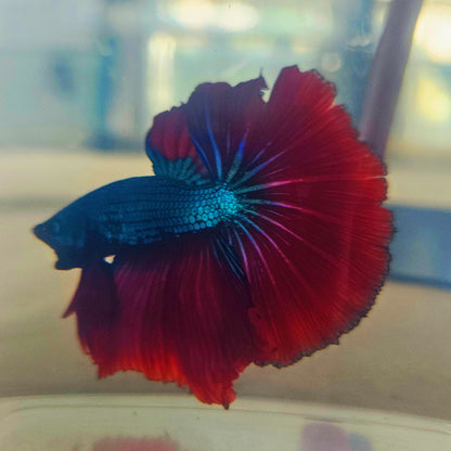 DARK COLOR SPECIAL TAIL HALFMOON BETTA (MINOR TAIL DAMAGE) 260919