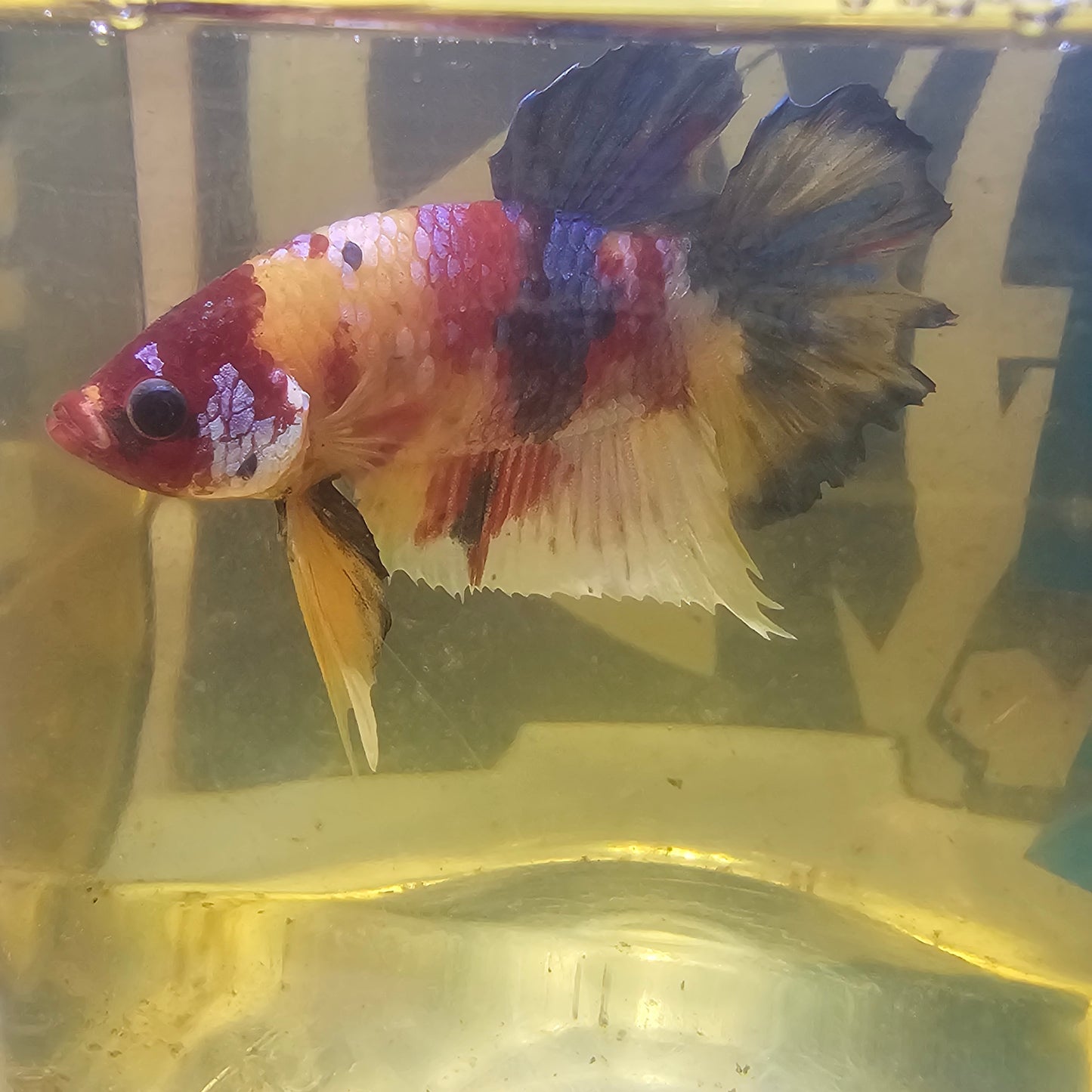 GANDY GALAXY HMPK(THE TAIL IS DAMAGED, BUT CAN RECOVER.)/ 星河糖果HMPK 251269