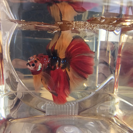 Red galaxy candy Halfmoon (L OHM) 250704
