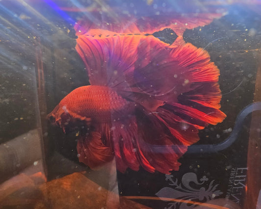 SUPER RED TAIL HALFMOON (L)04