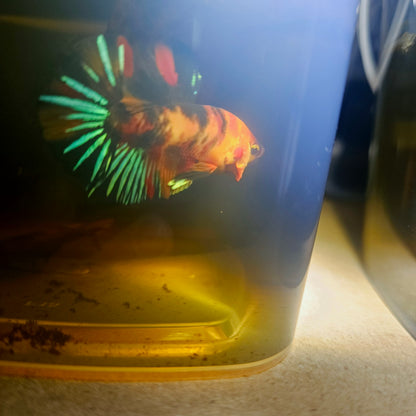 NEMO CANDY BETTA 260464