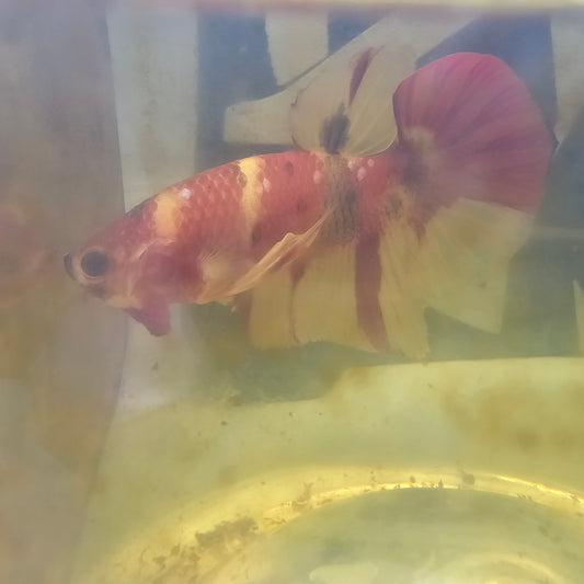 NEMO CANDY HMPK/尼莫糖果将军251214