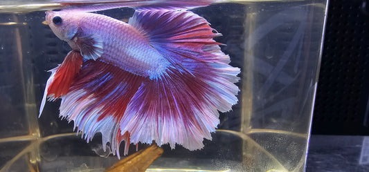 FEATHER TAIL HALFMOON (APACHE) VIOLA 0613