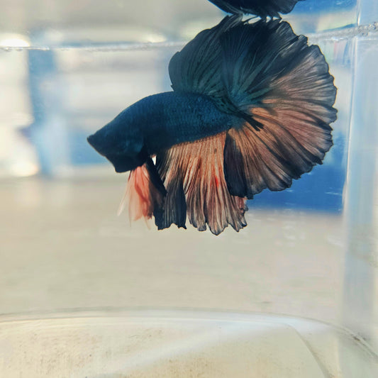 DARK COLOR SPECIAL TAIL HALFMOON BETTA 260910 premium Betta Fish detail