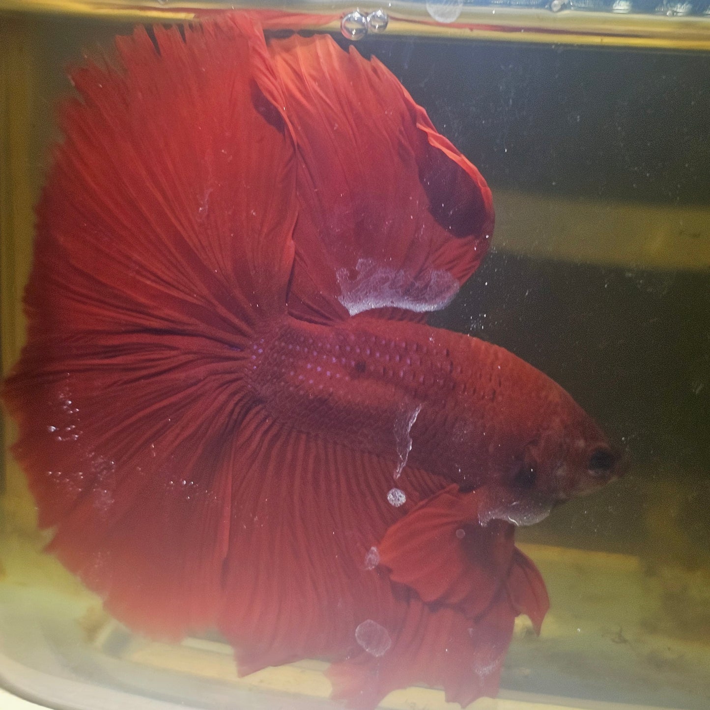 Giant Full Red Rosetail Halfmoon Betta(OHM) 2605A36