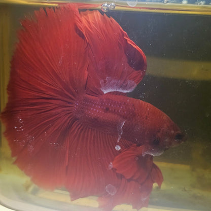 Giant Full Red Rosetail Halfmoon Betta(OHM) 2605A36