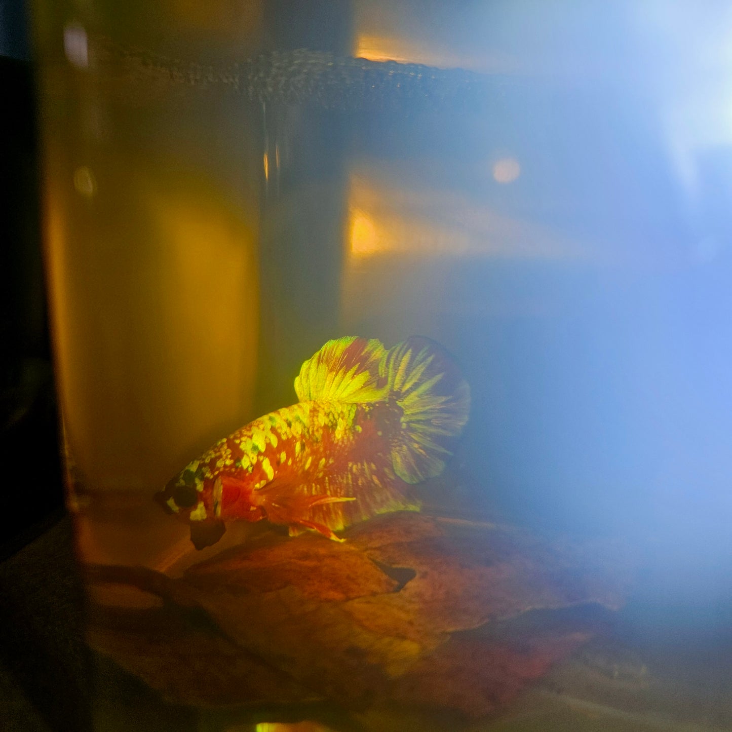 BARONGSAI BETTA 260420