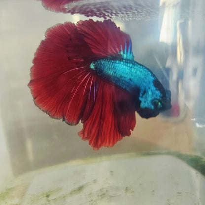 DARK COLOR SPECIAL TAIL HALFMOON BETTA 260932