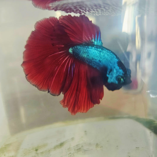 DARK COLOR SPECIAL TAIL HALFMOON BETTA 260932 premium Betta Fish detail