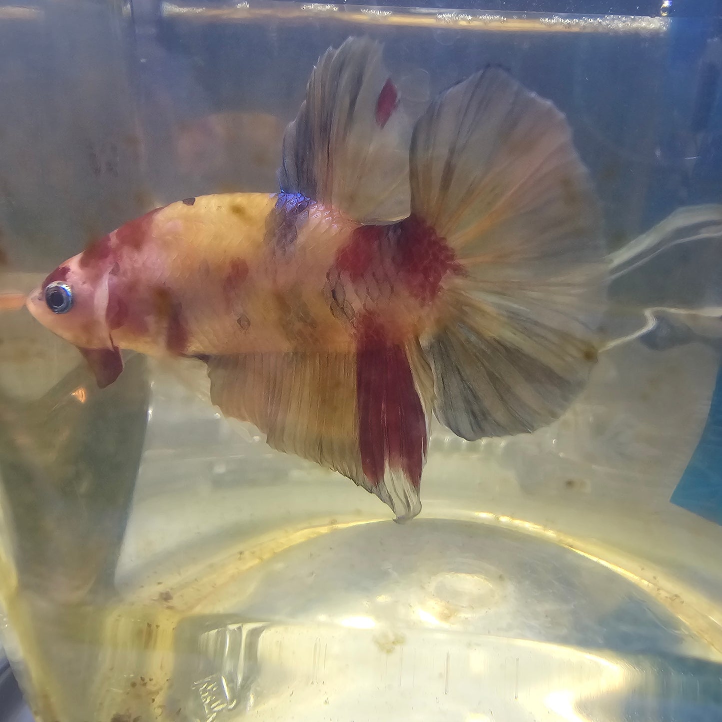 NEMO CANDY HMPK/尼莫糖果HMPK251204