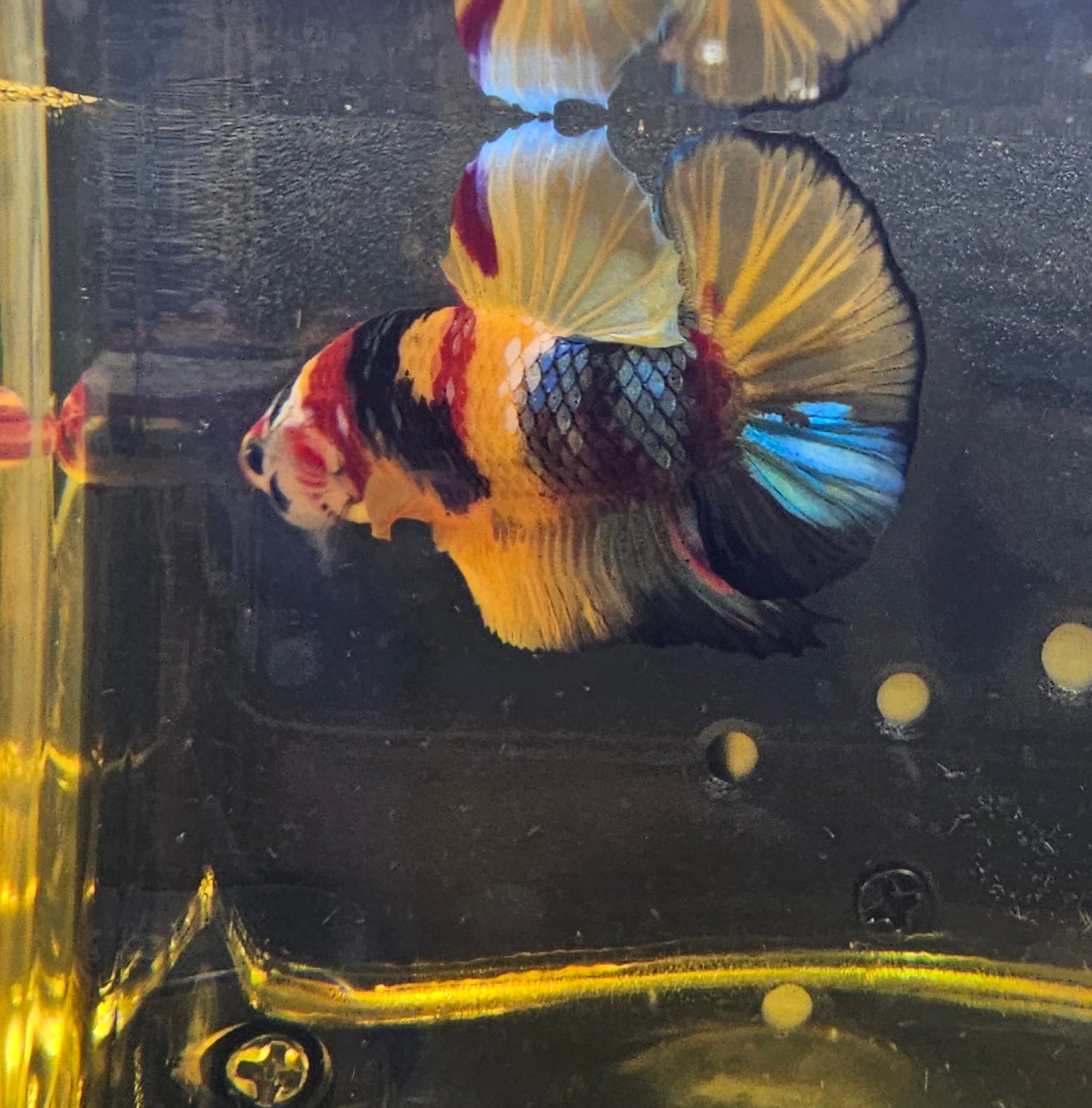 NEMO CANDY PK 03