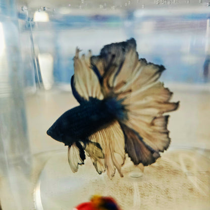 DARK COLOR SPECIAL TAIL HALFMOON BETTA 260909