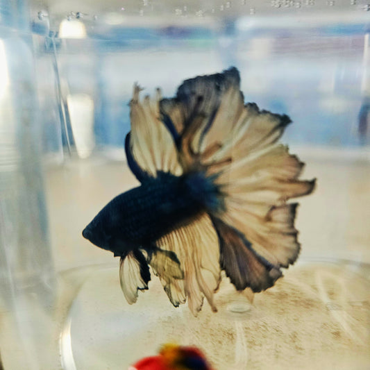 DARK COLOR SPECIAL TAIL HALFMOON BETTA 260909 premium Betta Fish