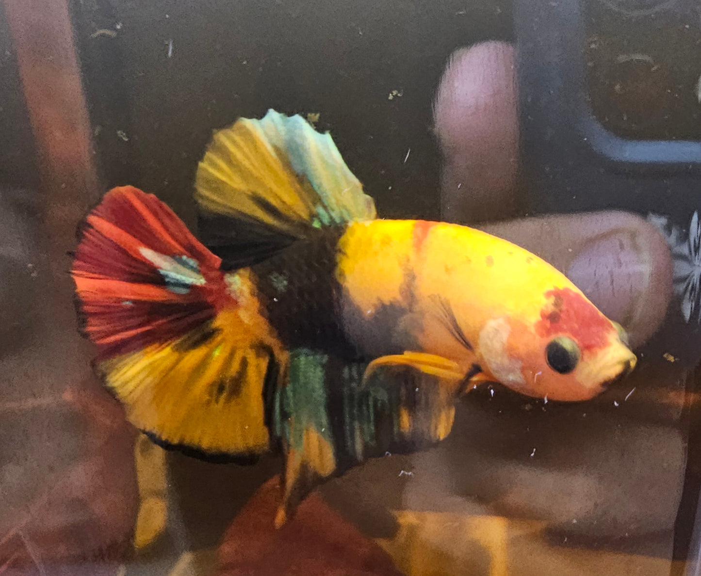 NEMO CANDY (RED HEAD) 0524