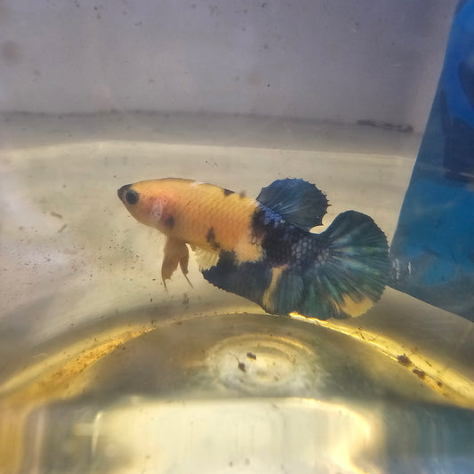 YELLOW CANDY (L) NOT SUITABLE FOR BREEDING
黄糖果母鱼（不适合繁殖）251188