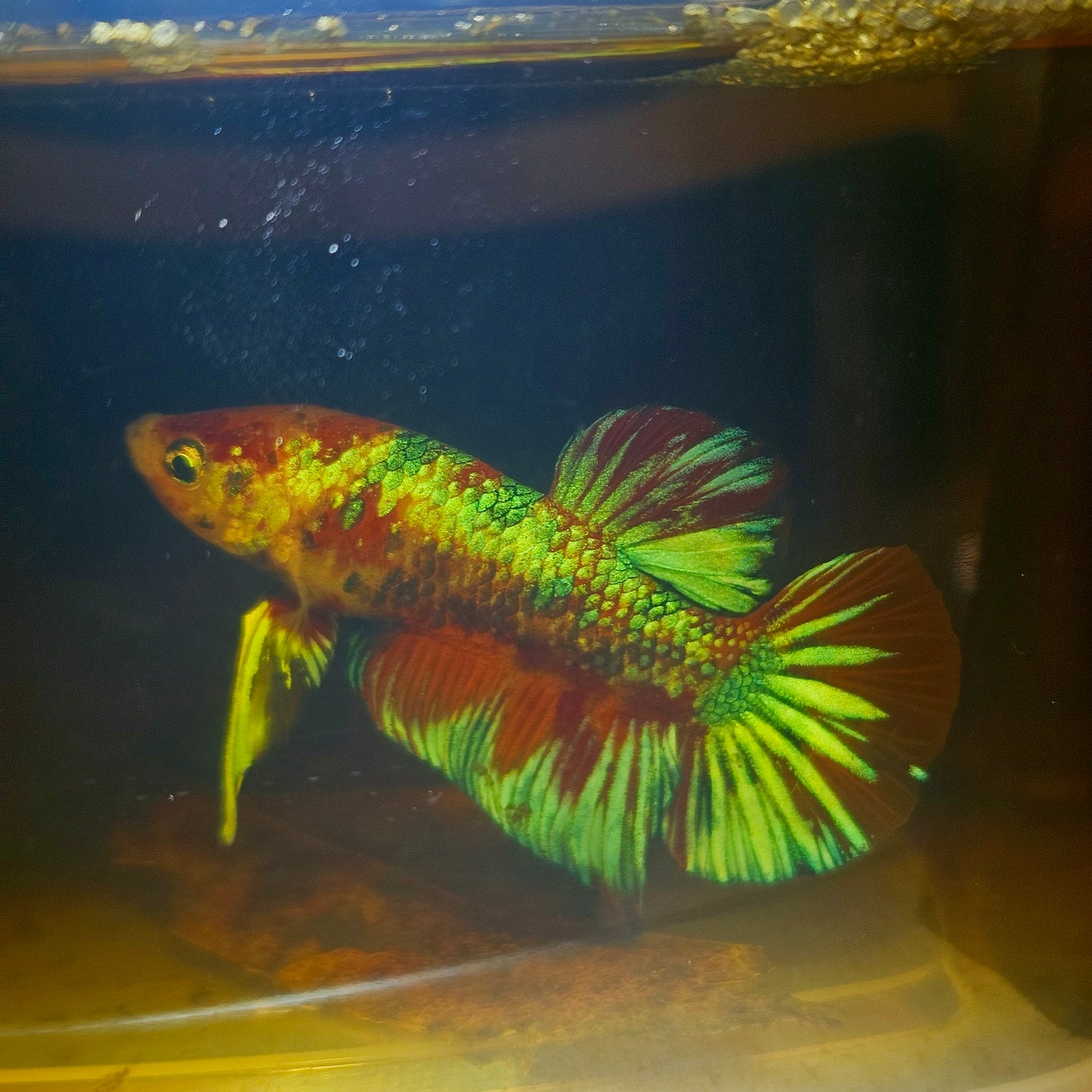 METALIC CANDY BETTA 260473