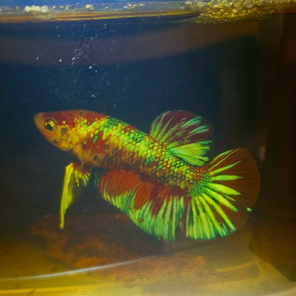 METALIC CANDY BETTA 260473