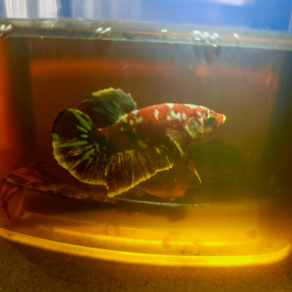 BARONGSAI BETTA 260469