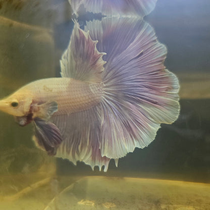 Dark Color Rosetail Halfmoon Betta 2605B45
