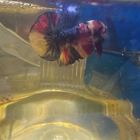 FULL COLOR CANDY GALAXY HMPK/满色星河糖果251157