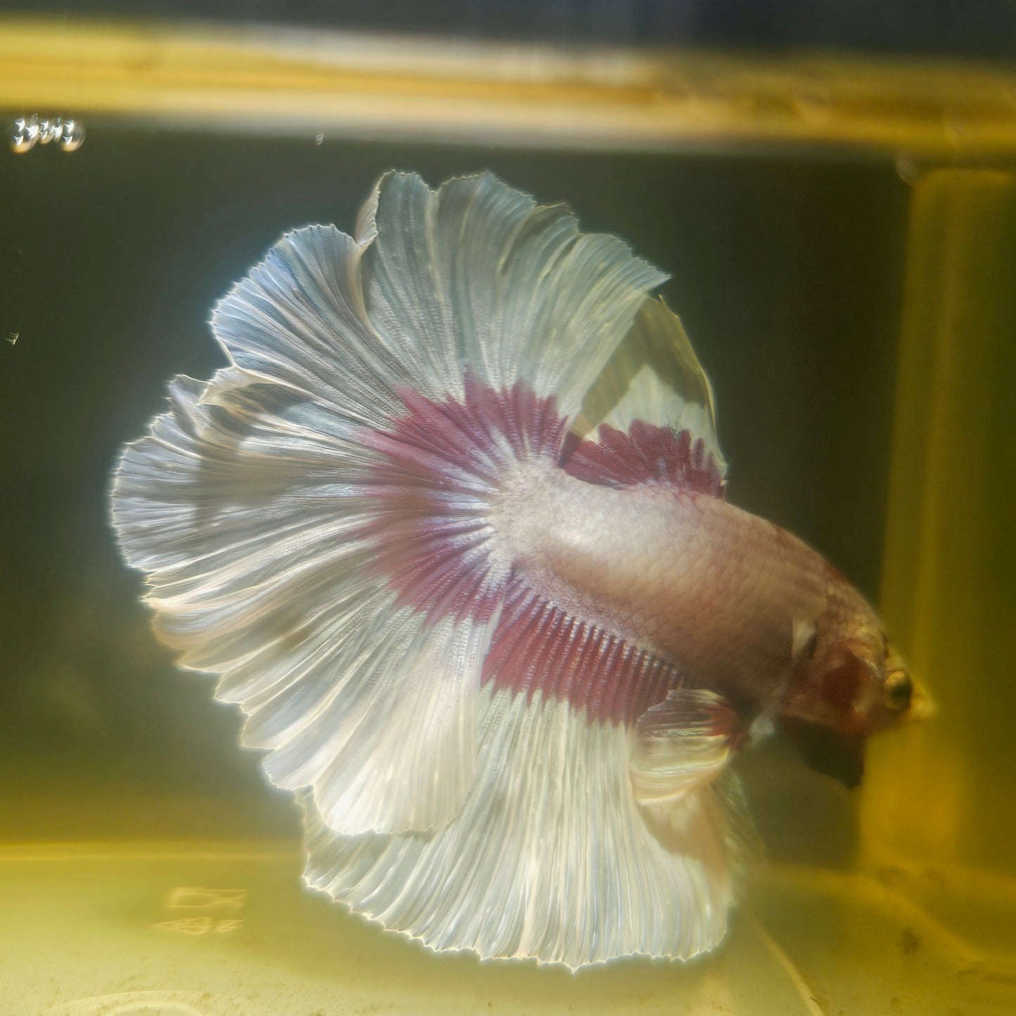 Purple White Feathertail Halfmoon Betta 2605A32
