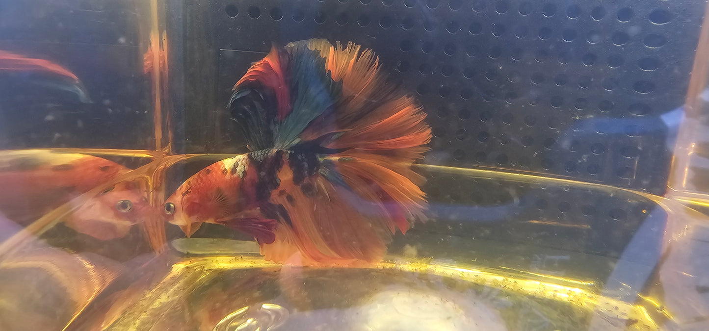 ROSE TAIL GALAXY HALFMOON (OHM)0602