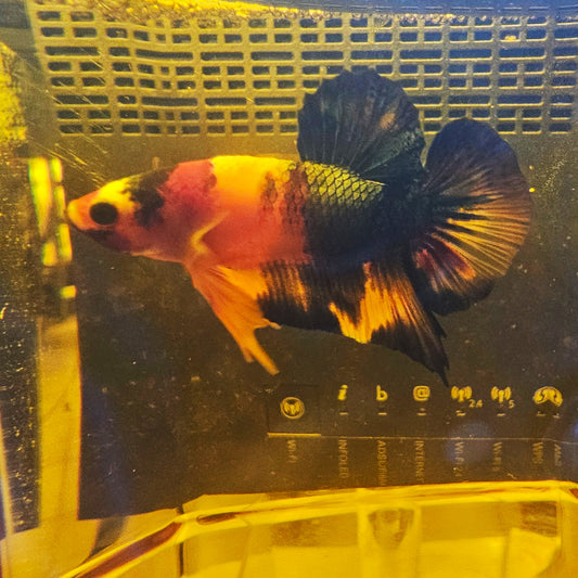 NEMO CANDY PK 15