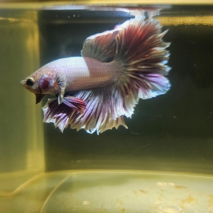 Light Color Maple Leaf Halfmoon Betta 2605A66
