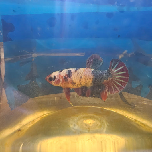 WHITE CANDY (BREEDING GRADE/METEOR TAIL）/星尾白糖果种母251158