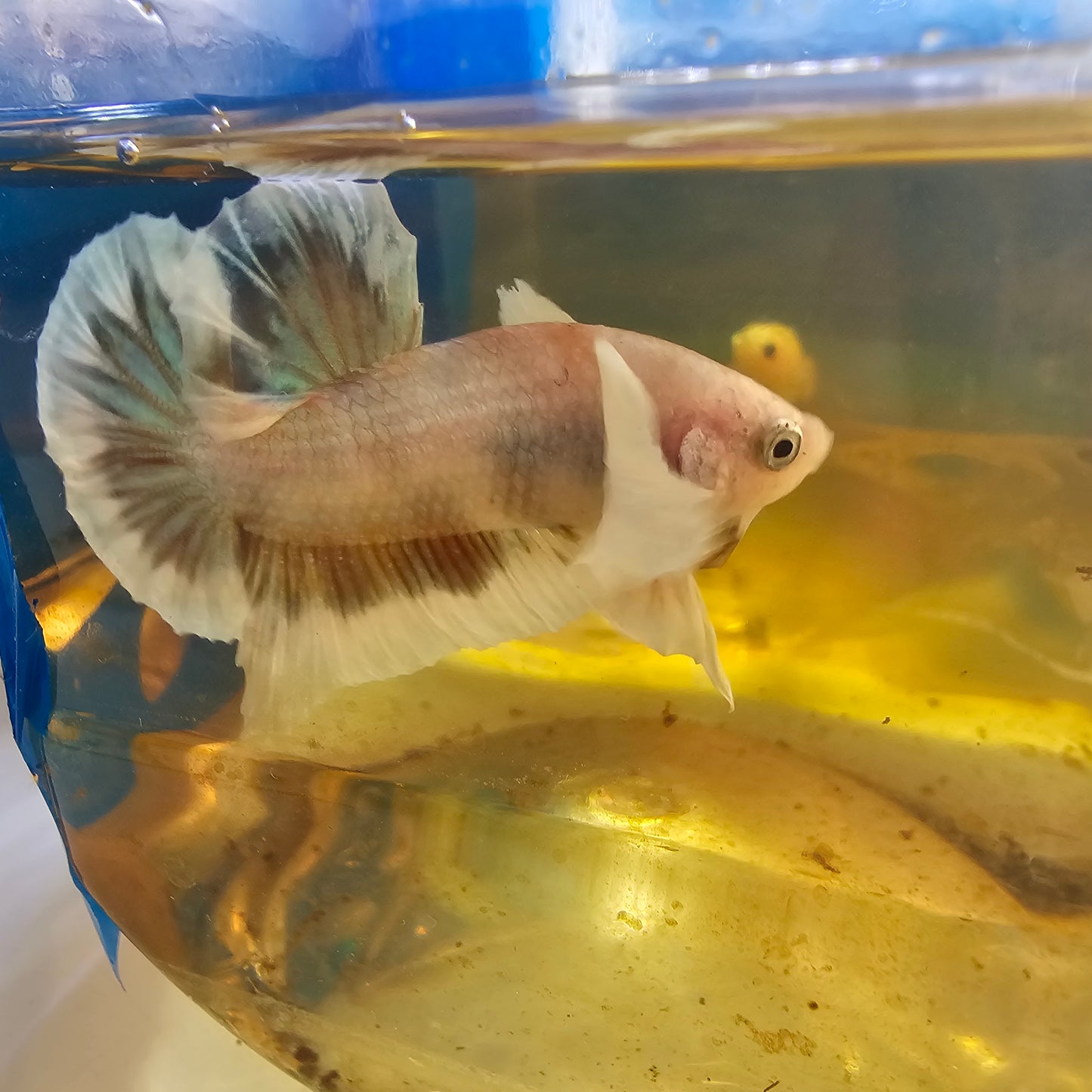 PINK CANDY DUMBO PK/粉糖果大耳将军251104