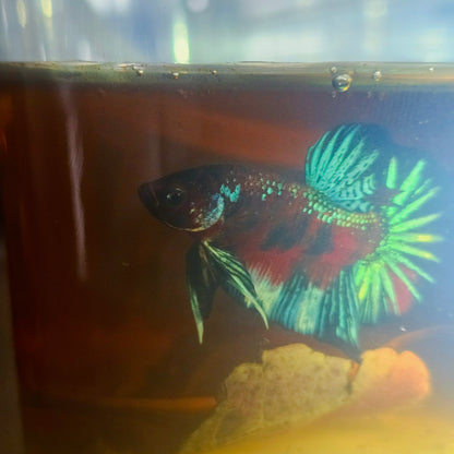 METALIC CANDY BETTA 260456