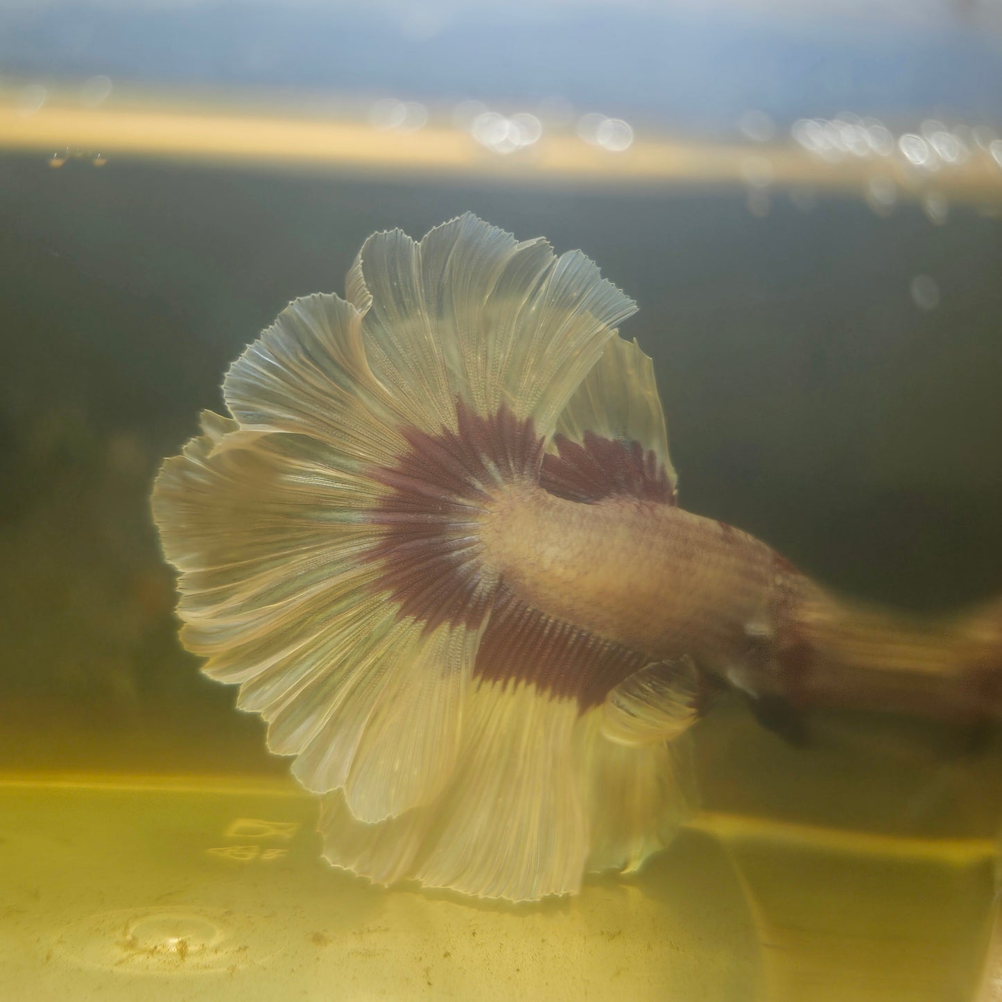 Purple White Feathertail Halfmoon Betta 2605A32