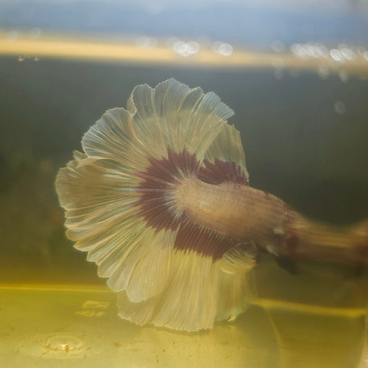 Purple White Feathertail Halfmoon Betta 2605A32