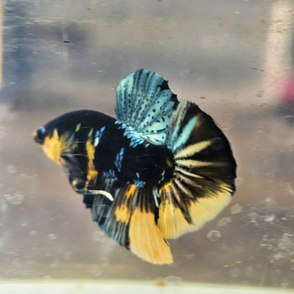YELLOW BLACK COPPER BETTA(MALE) 260905