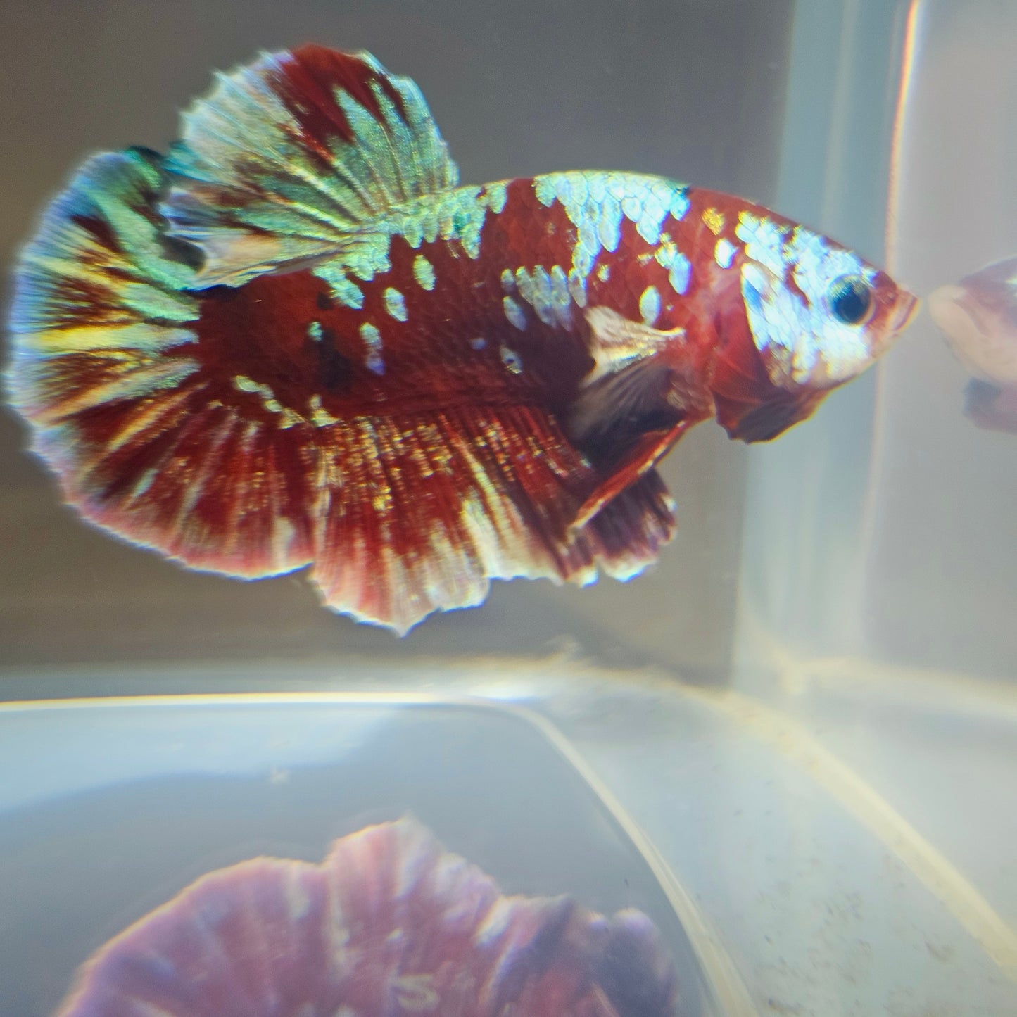 BARONGSAI BETTA 260480