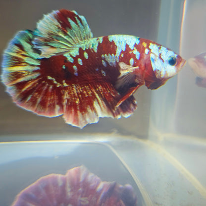 BARONGSAI BETTA 260480