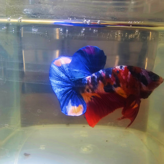 RED CALAXY CANDY HMPK BETTA 260904 premium Betta Fish detail