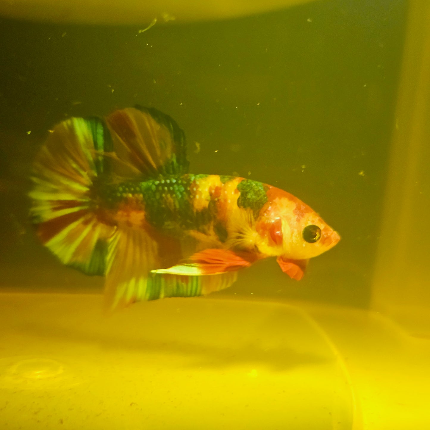 METALIC CANDY BETTA 260451