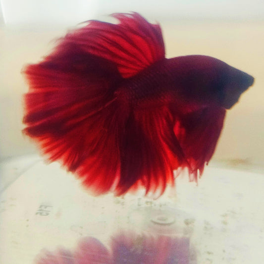 SOLID COLOR SPECIAL TAIL HALFMOON BETTA 260934 premium Betta Fish detail