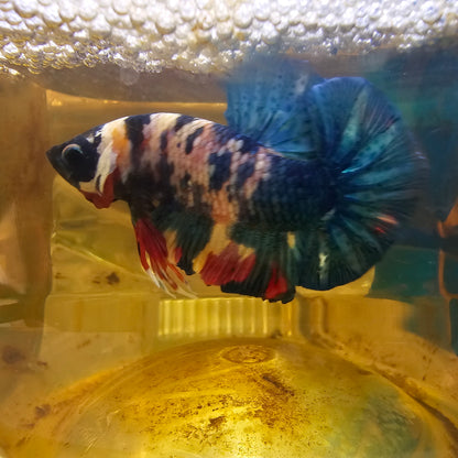 FULL COLOR WHITE CANDY HMPK/ 满色大理石白色糖果251146