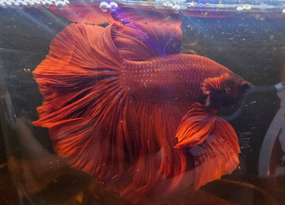 SUPER RED TAIL HALFMOON (L)04