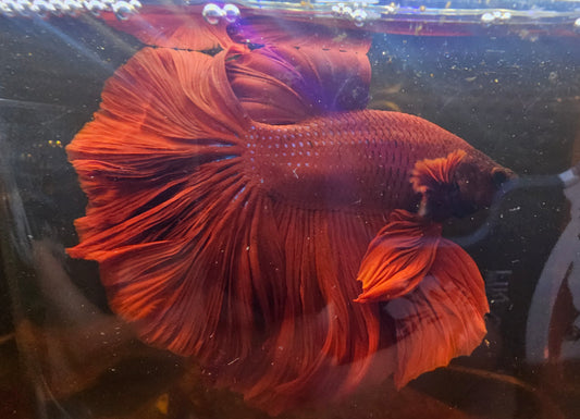 SUPER RED TAIL HALFMOON (L)04