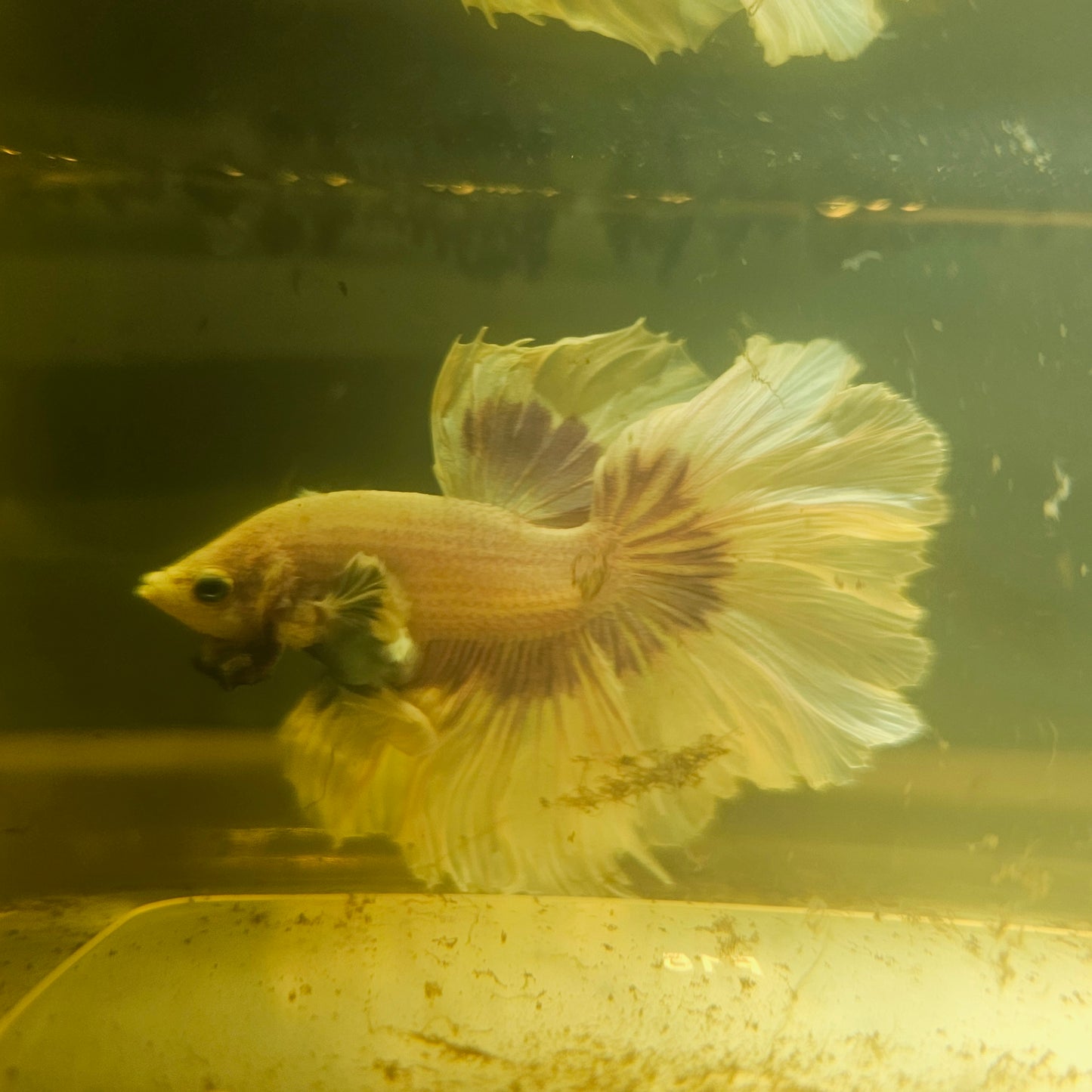Purple White Feathertail Dumbo Halfmoon Betta 2605B62