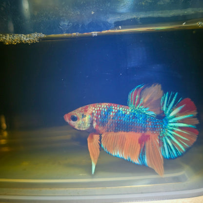 METALIC CANDY BETTA 260434