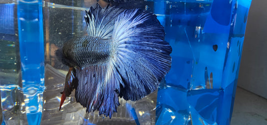 SUPER FULL BLUE HM (M)250934