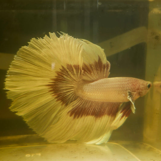 Purple White Rosetail Halfmoon Betta(OHM)2605A18